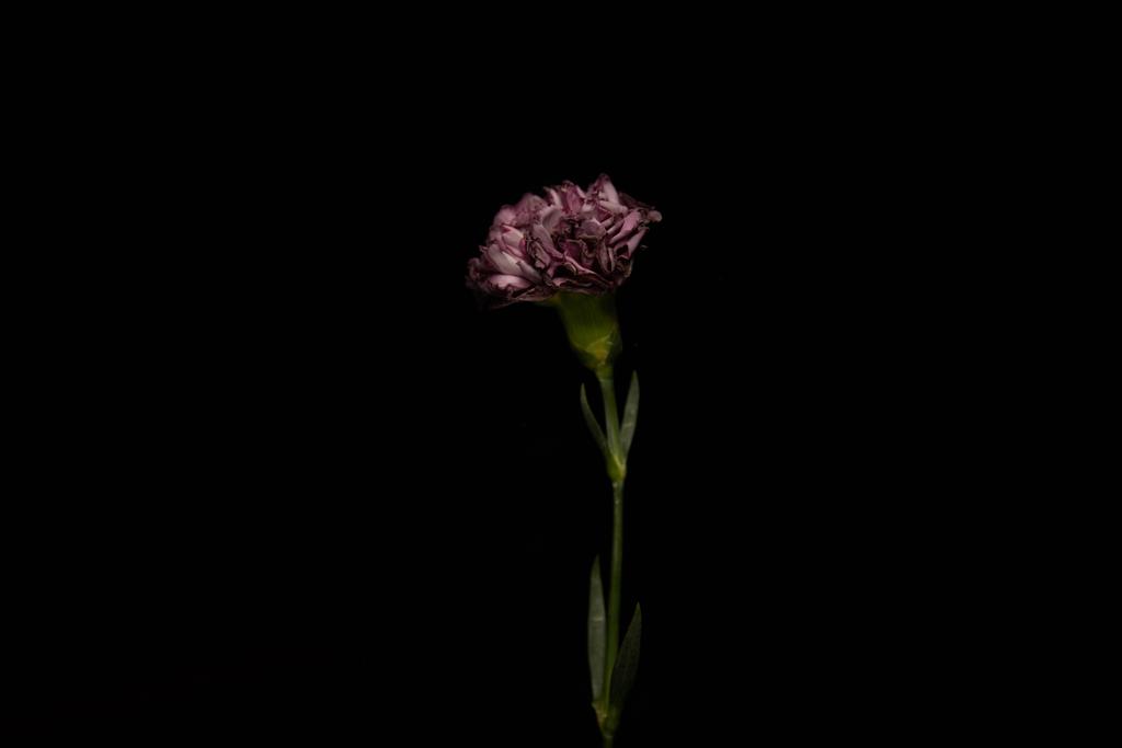 Цветы На Черном Фоне Фото